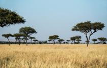 beeld van de savanne