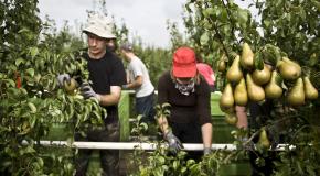 Mensen die peren aan het oogsten zijn op de boomgaard