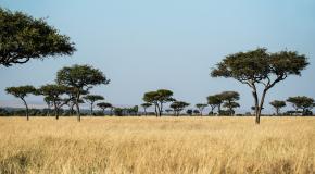 beeld van de savanne